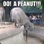 Elephant_Nuts