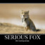 SeriousFox