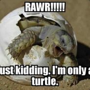 Rage Of The Turtles