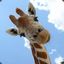 Henry The Giraffe #KaraokeKing