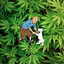 High Tintin