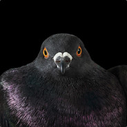 Pigeon_Bitch