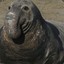 Elaphant Seal