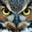 Owl PP-19