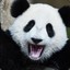 Mr.Panda CSGOSpeed.com