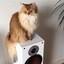 The Audiophile Cat