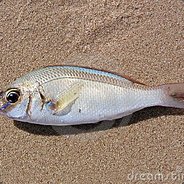 sandfish