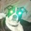 laser dog
