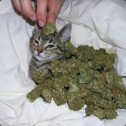 Kitten Covered in Marijuana