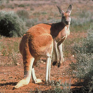 Kangaroge