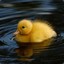 A Little Baby Duckling