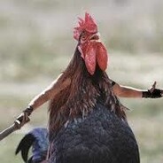 Angry Cock