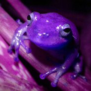purplefrog3001