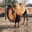 camelus bactrianus