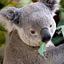 Big Daddy Koala