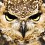 Blind_Owl