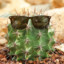Dr. Cactus