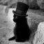 Gentleman Cat