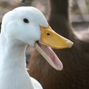 Quack嘎嘎