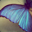 Cafard Butterfly
