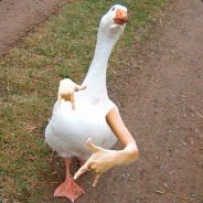 Duck_Swag