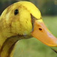 quack