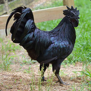 The Black Cock