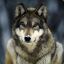 Timber-Wolf-137