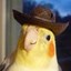 Fastest Birb in the West