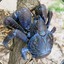 Cococnut Crab