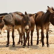 Solid Donkeys