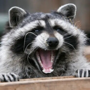Dirty Raccoon