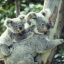 koala kid