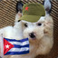Cuban Pup