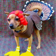 Turkey Bell Dog