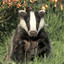 SheizzeR The Badger