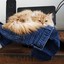 The Jeans Cat