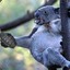 KoalaGrenade
