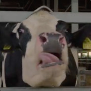 LickyTheCow