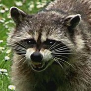 a disabled raccoon/