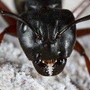 African Black Ant
