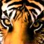 Dark Tigress*(BBS)*