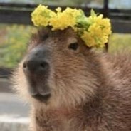 Flower Hat Capybara - steam id 76561197973369886