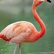 I'm a Flamingo