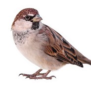 hungry_sparrow