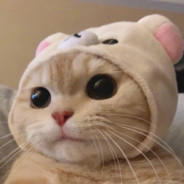 cat with a cap