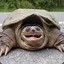 Turtle #2