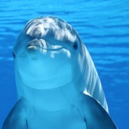 Der Delphin