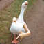 duck_throwing_gang_signs
