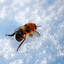 Cold Bee